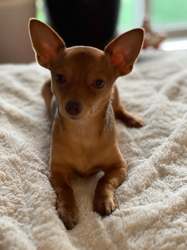Chihuahua for sale in Dogs & Puppies for Rehoming in Bedford