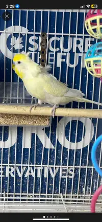 MALE HELICOPTER BUDGIE FOR SALE