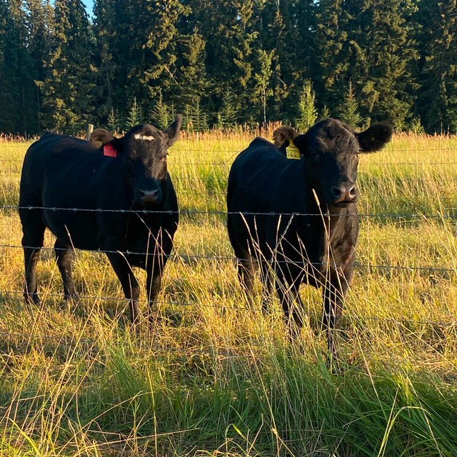 Grass fed beef Livestock Prince Kijiji