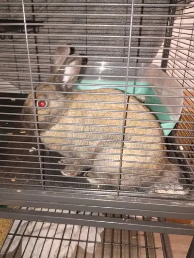 bunny for rehoming -, View more
