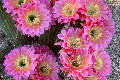 blooming cactus ( petit), View more