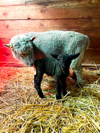 Southdown babydoll ram lamb for sale