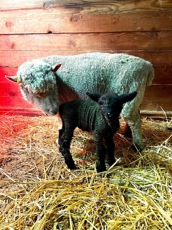 Southdown babydoll lambs for sale in Livestock in Mission - Image 2