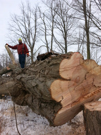 Professional Tree removal and cutting services