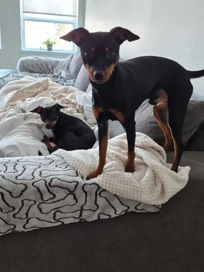 9 Month old Miniture Pinchers, View more