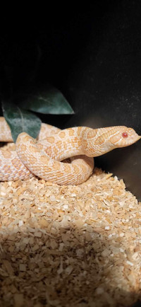 0.1 Arctic Albino western hognose  DON'T MISS OUT!