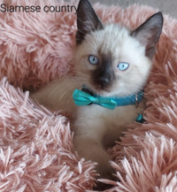 Gorgeous Purebred Siamese Kittens includes spay and neuter