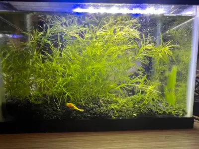 2-4 weeks Guppy babies for Rehoming They are very easy to raise. Colorful when grown up. 6 for $5 15...