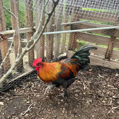 purebred copper maran breeding rooster for sale, View more