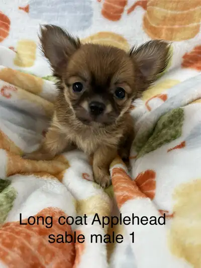 Adorable chihuahua puppies, View more