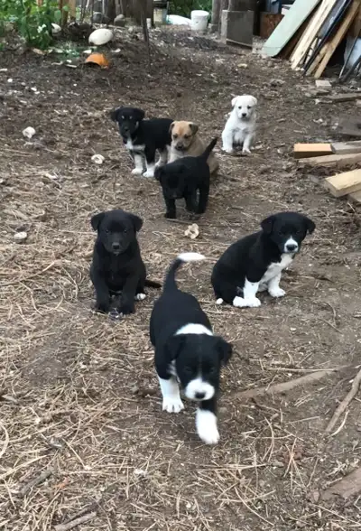 Born 11 April 2025 4 females 3 males $200 Contact Steve at 250-584-4943