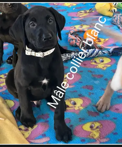 ❤️Magnifique chiots labradors prêt à quitter maintenant ❤️, View more