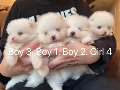 Tiny toy / Toy size Pomeranian puppies , View more