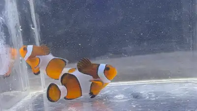 regular clownfish, View more