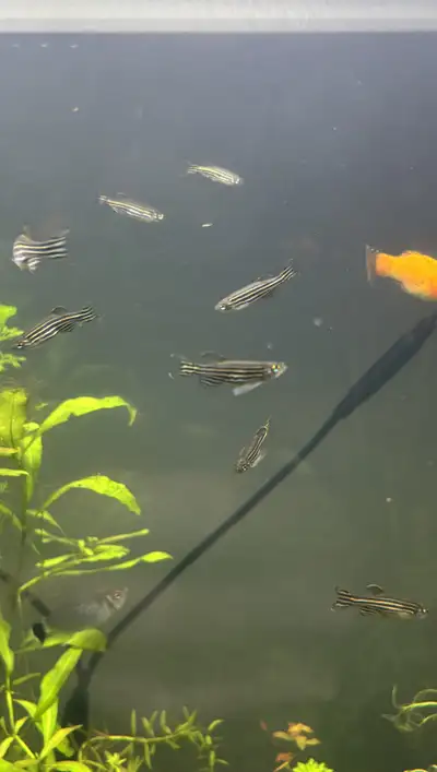 Zebra Danios Barbs 5 for $20, View more