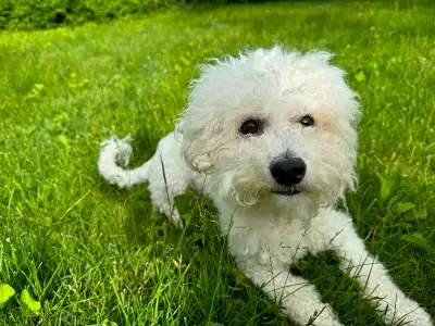 Pure Bichon for rehoming