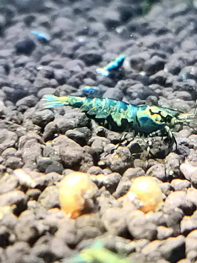 High Quality Caridina Shrimps in Fish for Rehoming in Ottawa - Image 8