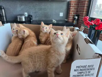 orange Bengals , View more