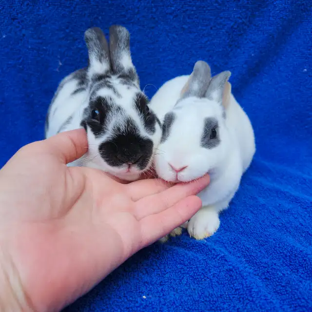 Extraordinary mini rex male baby bunny rabbit in Small Animals for Rehoming in City of Toronto - Image 2