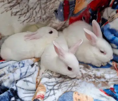 small bunnies,  dwarf mini rex, View more