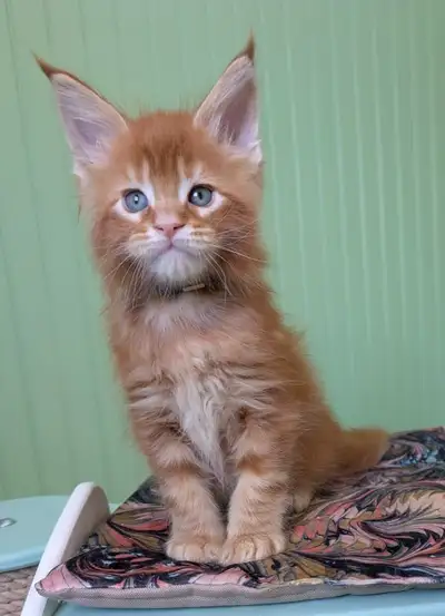 Maine coon boy, View more