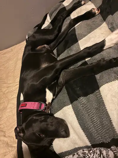 Luna, Short haired German pointer boxer mix has more of The pointer gene. can sit, lay down, give pa...