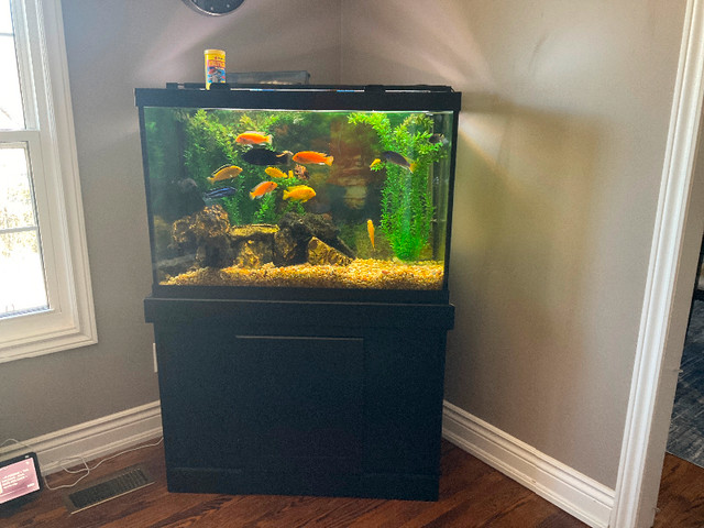 African Cichlids - Lake Malawi in Fish for Rehoming in Oakville / Halton Region
