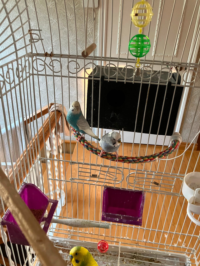 4 perruches à vendre dans Oiseaux à adopter  à Granby - Image 2