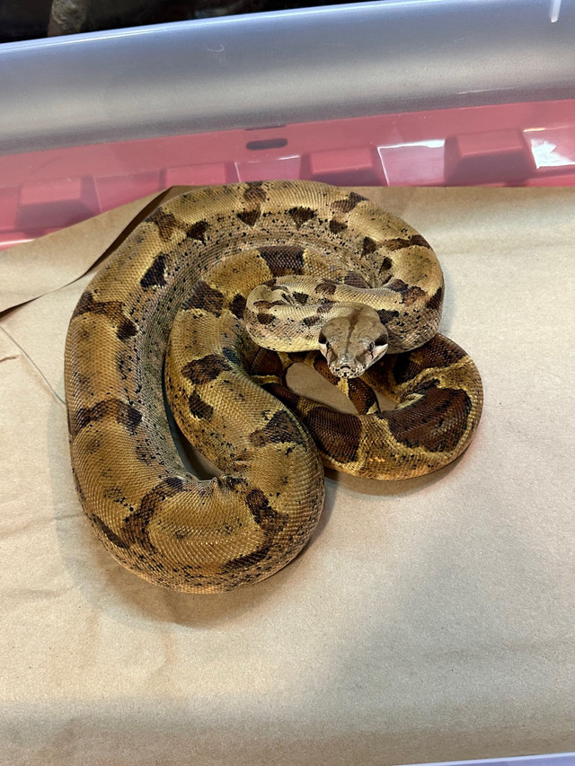Pair of salmon Het moonglow boas in Reptiles & Amphibians for Rehoming in Oshawa / Durham Region - Image 2