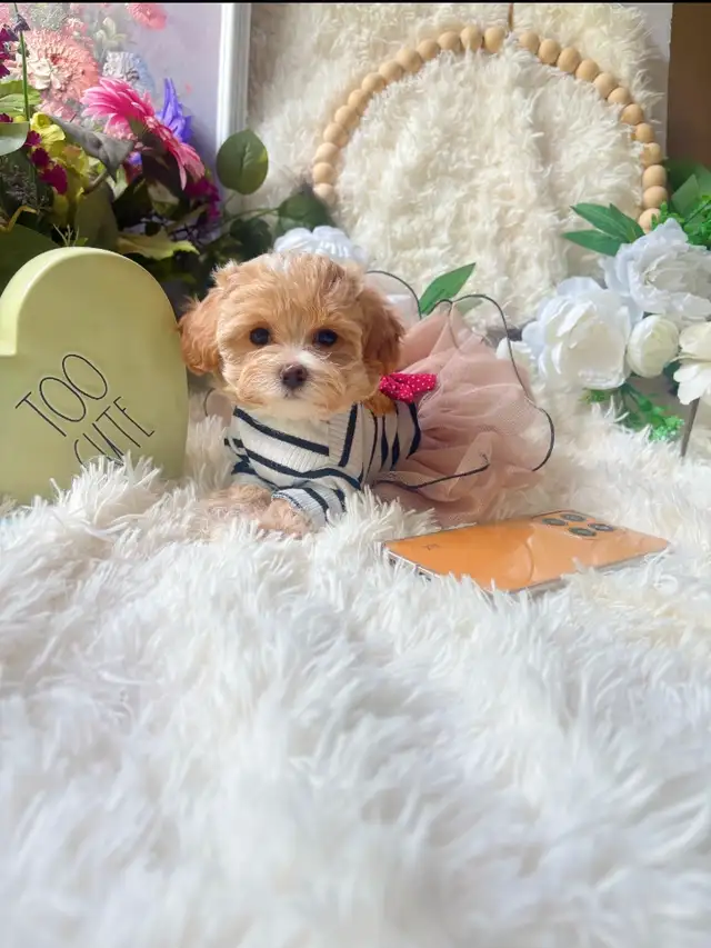 TeddyBear Maltipoo puppy Mini tiny size (poodle/Maltese in Dogs & Puppies for Rehoming in City of Toronto - Image 11