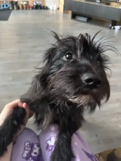 dog for sale, View more