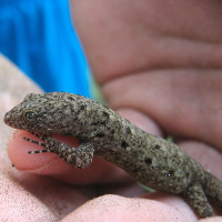 Yellow Headed Dwarf Geckos - Gonatodes Albogularis Fuscus