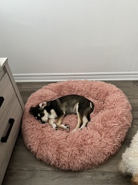 15weeks lab puppy dog x rehoming 