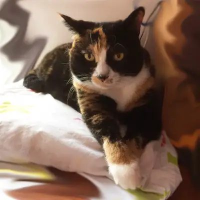 Pension pour Chat et Visites à Domicile pour chat, View more