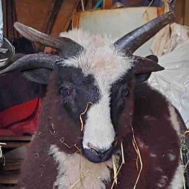 Jacob Ram Lamb, for breeding. in Livestock in Abbotsford