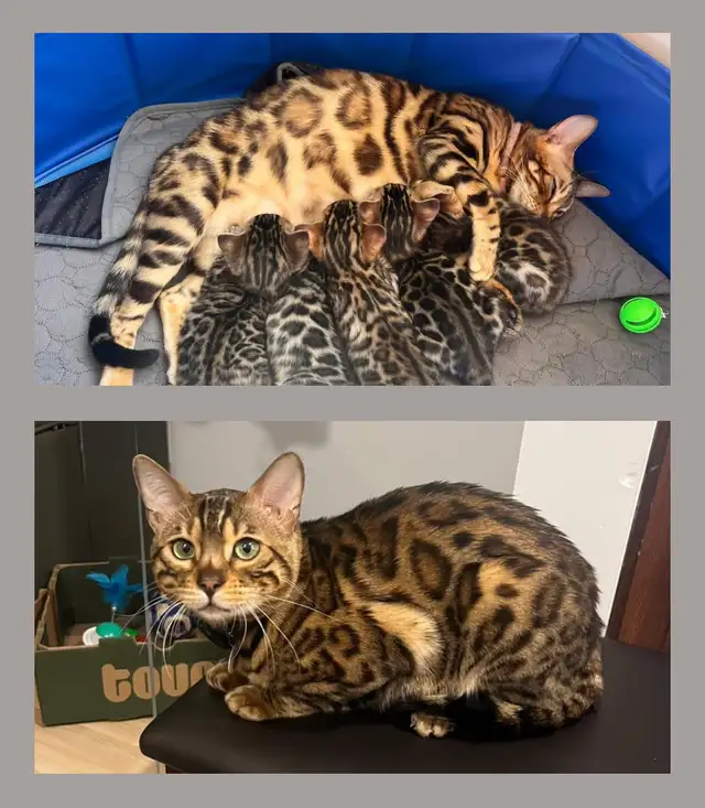 chaton bengal pure race enregistré Tica in Cats & Kittens for Rehoming in Victoriaville - Image 8