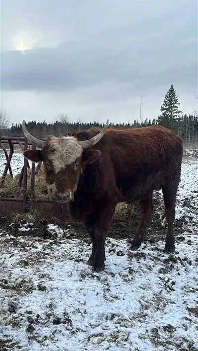 Longhorn x Angus bull, View more