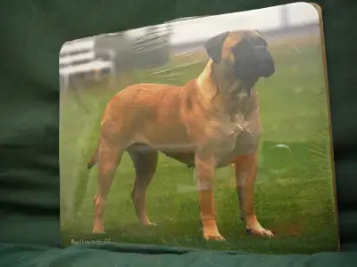 Bullmastiff mousepad, Bullie mouse pad, Bull Mastiff mousepad, View more