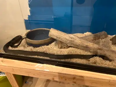 black American King snake avec cage , View more