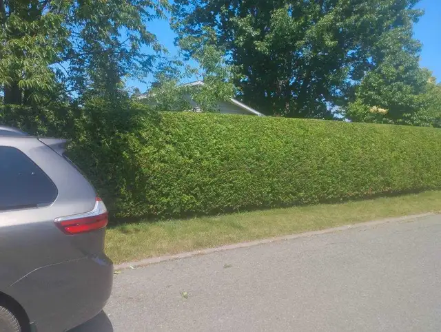 Professional hedge trimming and tree services62864358323073123