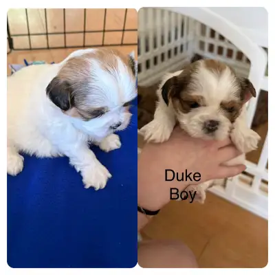 shihTzu puppies, View more
