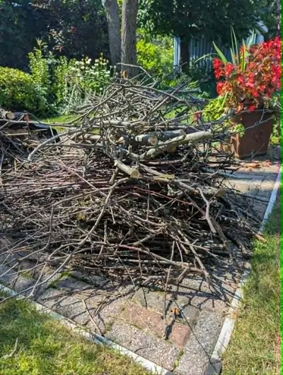 Branches de pommier sec. Pour fumer la viande au BBQ, rongeurs., View more