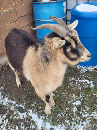 Goat for sale , neutered . 4 to 5 yrs. old