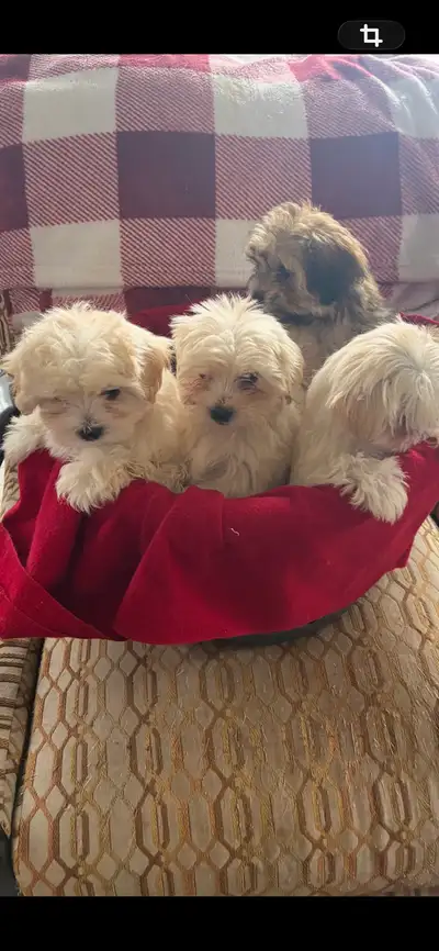 jolis chiots shitzu croisé bichon maltais, View more