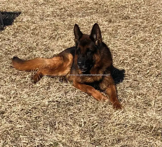 CKC Reg'd German Shepherd Champion Sired Puppies ready2go today in Dogs & Puppies for Rehoming in Oakville / Halton Region - Image 4