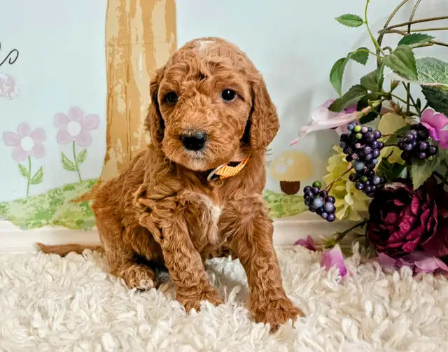 Gorgeous Goldendoodle Puppies! in Dogs & Puppies for Rehoming in Edmonton - Image 10