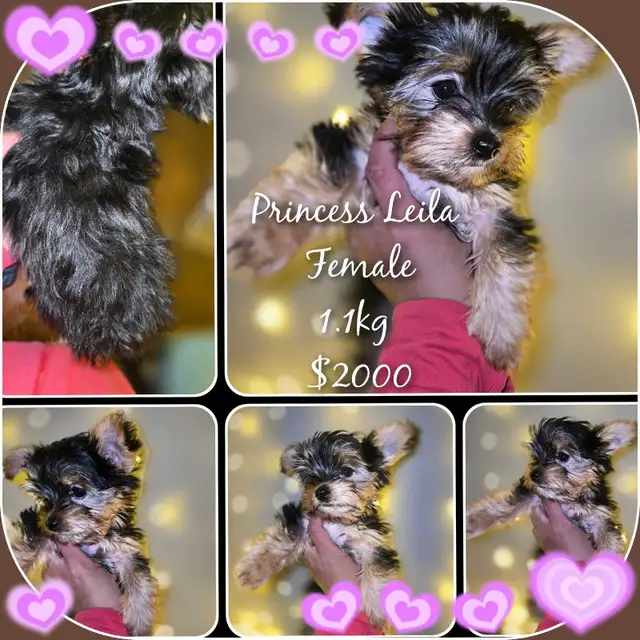 Pick up only- obo Last Girl Available. -All Boys sold! in Dogs & Puppies for Rehoming in Mississauga / Peel Region - Image 2
