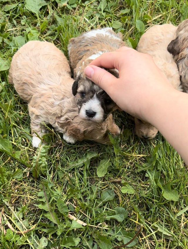 Bichon poodle puppies in Dogs & Puppies for Rehoming in London - Image 2
