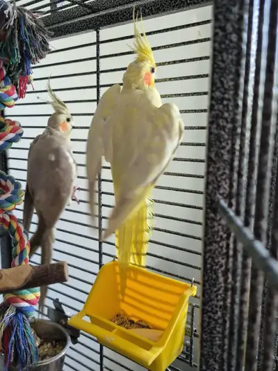 cockatiel pair, View more