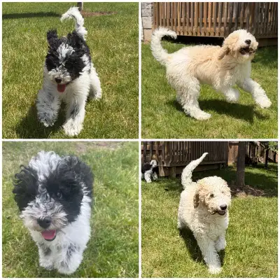 Mini Golden Doodle Puppies, View more